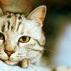 Интересные факты о кошках, фото и видео