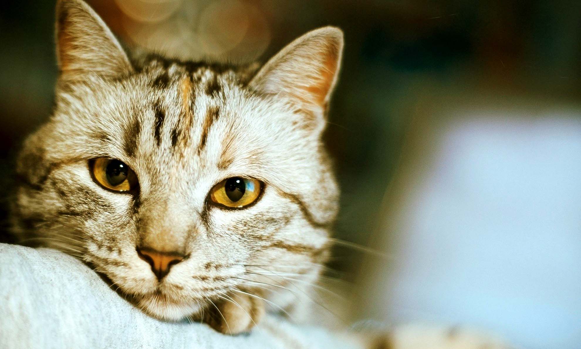 Крупно фото кошек. Египетская МАУ кошка. Морда кота. Красивый кот. Спокойная кошка.