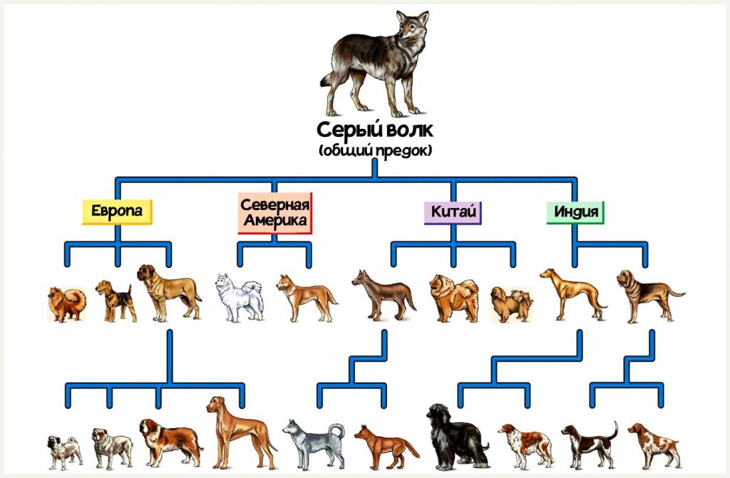 Происхождение домашней собаки