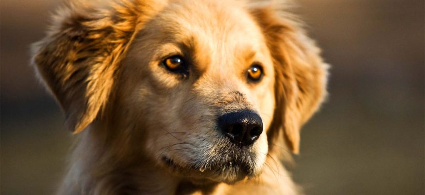Интересные факты о собаках – описание, фото и видео