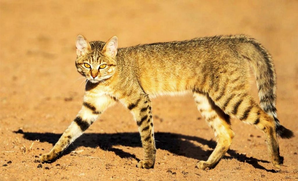 Степной кот стал предком домашней кошки около 10000 лет назад