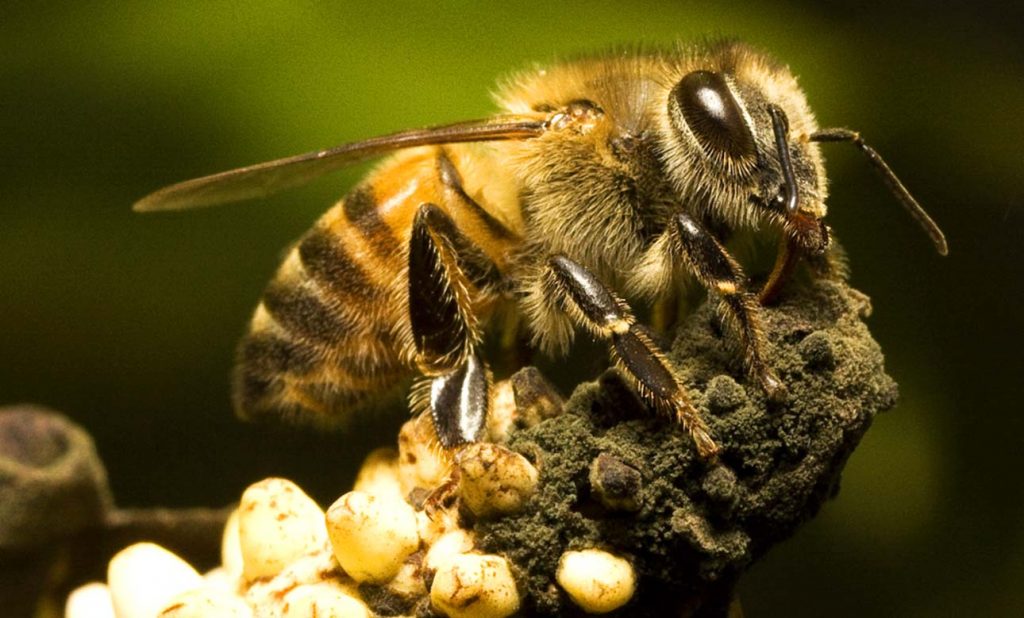 Африканизированная пчела приносит в 2 раза больше меда, более агрессивная и выносливая