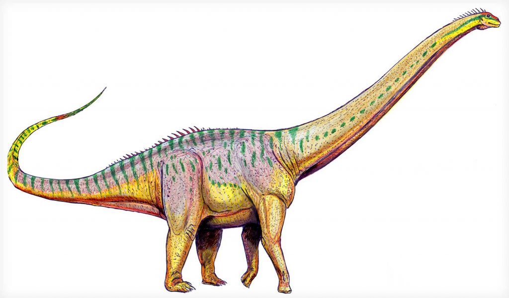 Амфицелий - самый большой динозавр