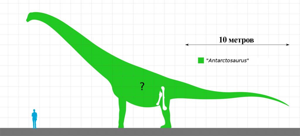Предполагаемые размеры антарктозавра