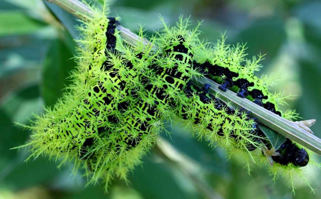 Гусеница Лономия - опасное насекомое, которое почти невозможно заметить