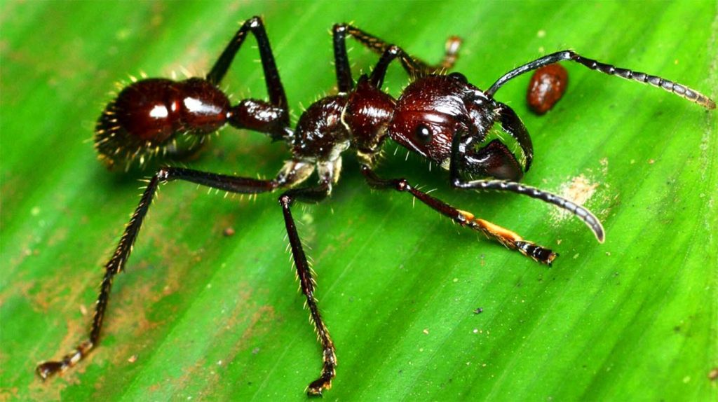 Самое опасное насекомое – муравей-пуля