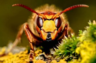 Самые опасные насекомые – список, названия, чем опасны, где водятся, фото и видео