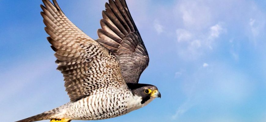 Самые быстрые птицы – список, названия, описание, скорость полета, фото и видео
