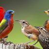 Интересные факты о птицах, фото и видео