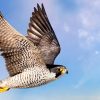 Самые быстрые птицы – список, названия, описание, скорость полета, фото и видео