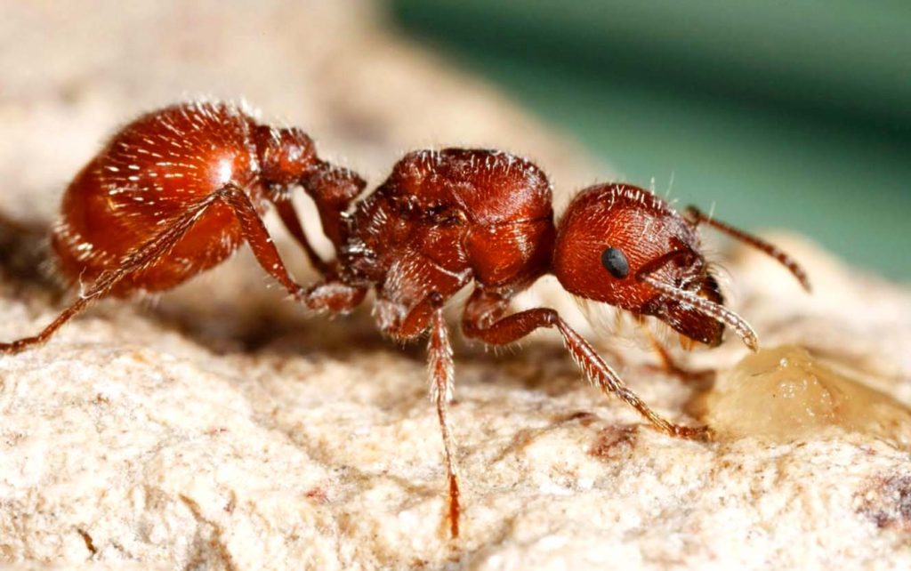 Американский муравей-жнец