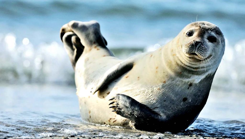 Популяция тюленя обыкновенного в мире достигает 500 тыс. особей