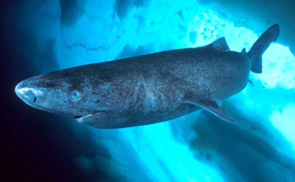 Самая большая гренландская акула имела длину тела 6,4 м