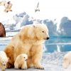 Животные Арктики – список, виды, название, описание с фото и видео