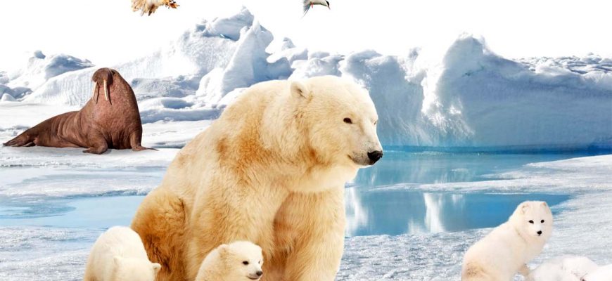 Животные Арктики – список, виды, название, описание с фото и видео
