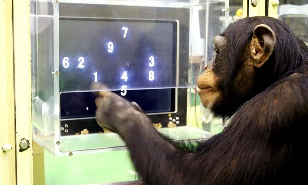 Шимпанзе Аюму во время эксперимента