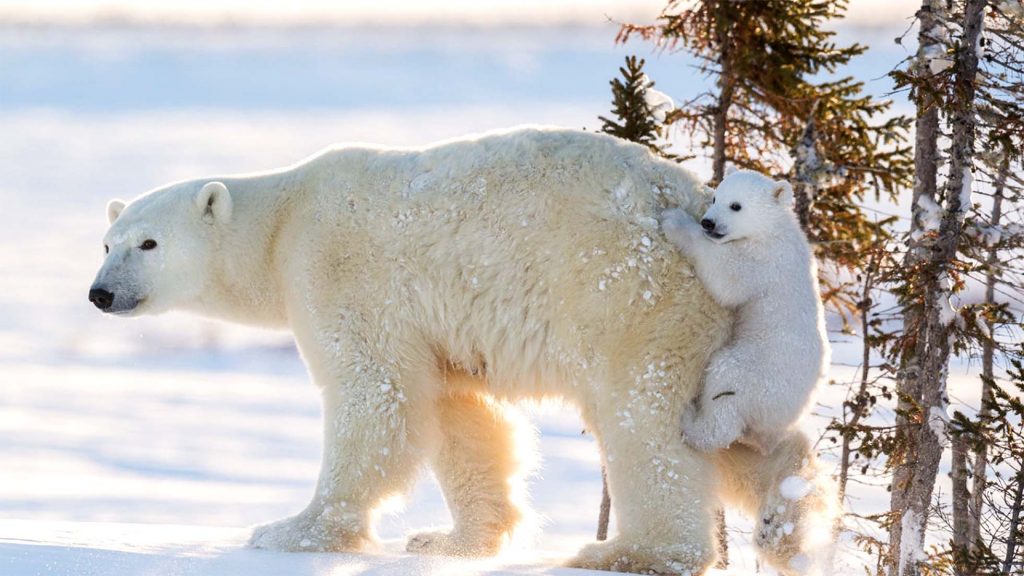 Белый медведь занимает второе по размеру место после гребнистого крокодила среди сухопутных хищников
