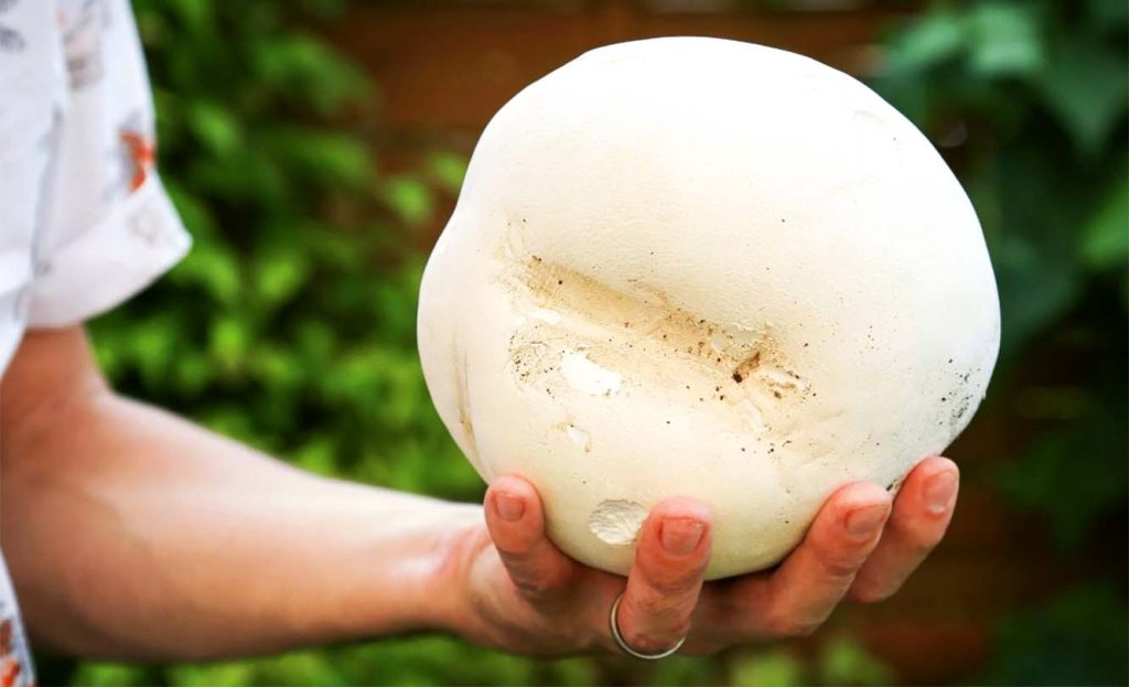 Интересный факт о грибах дождевиках: они вырастают невероятно большими, но съедобны лишь в молодом возрасте