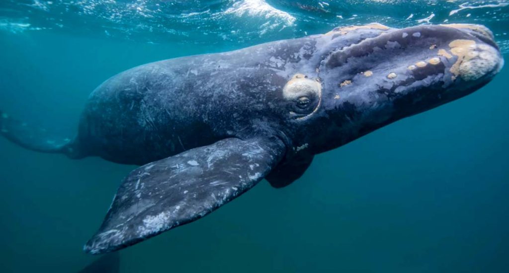 Гренландские киты избегают льдов, но иногда им приходится проламывать их своим телом