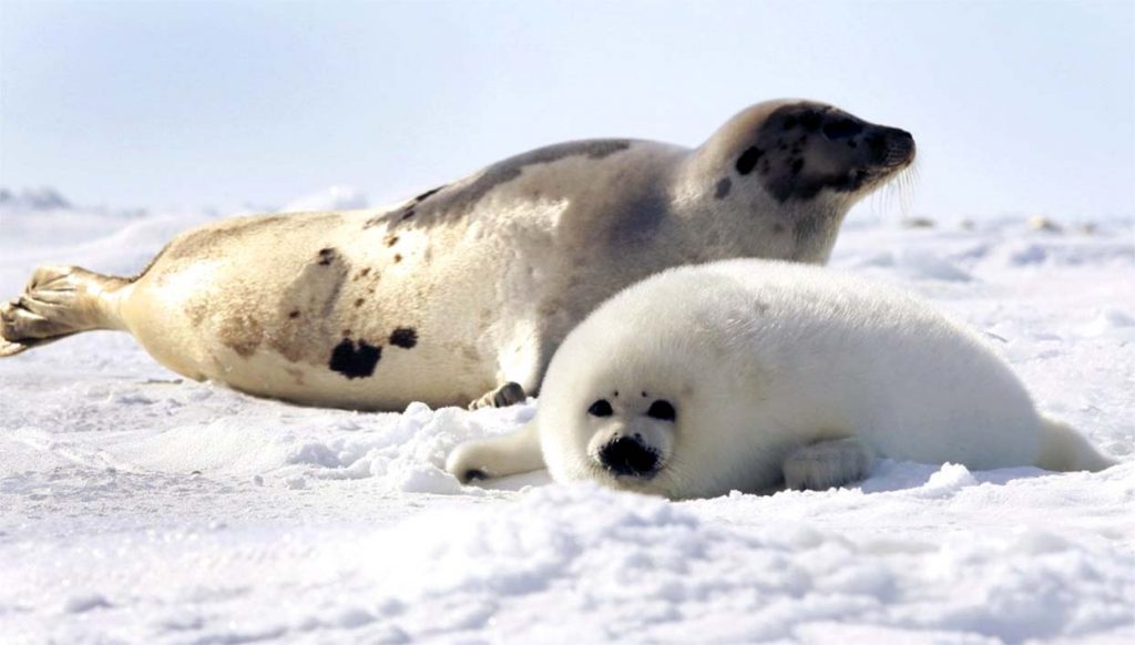 Гренландский тюлень не пьет соленую воду. А всю необходимую жидкость получает вместе с рыбой