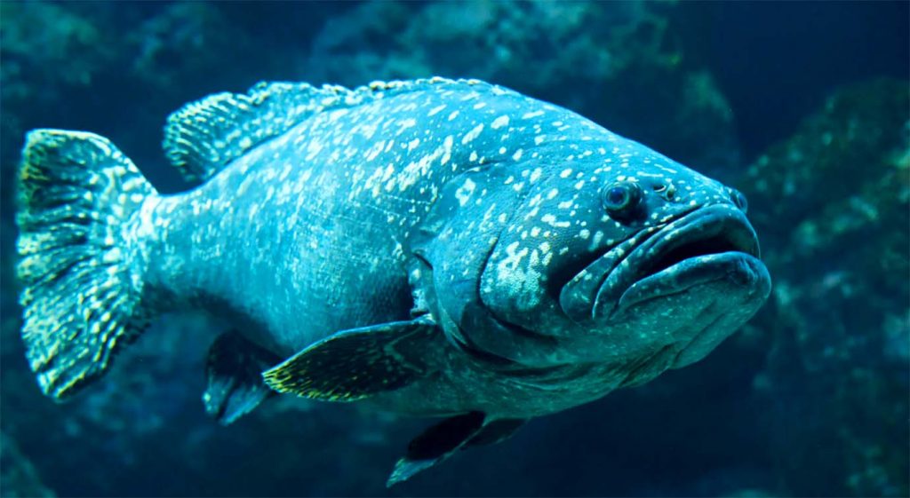 Индоокеанский малоглазый групер - самая большая рыба среди окуней