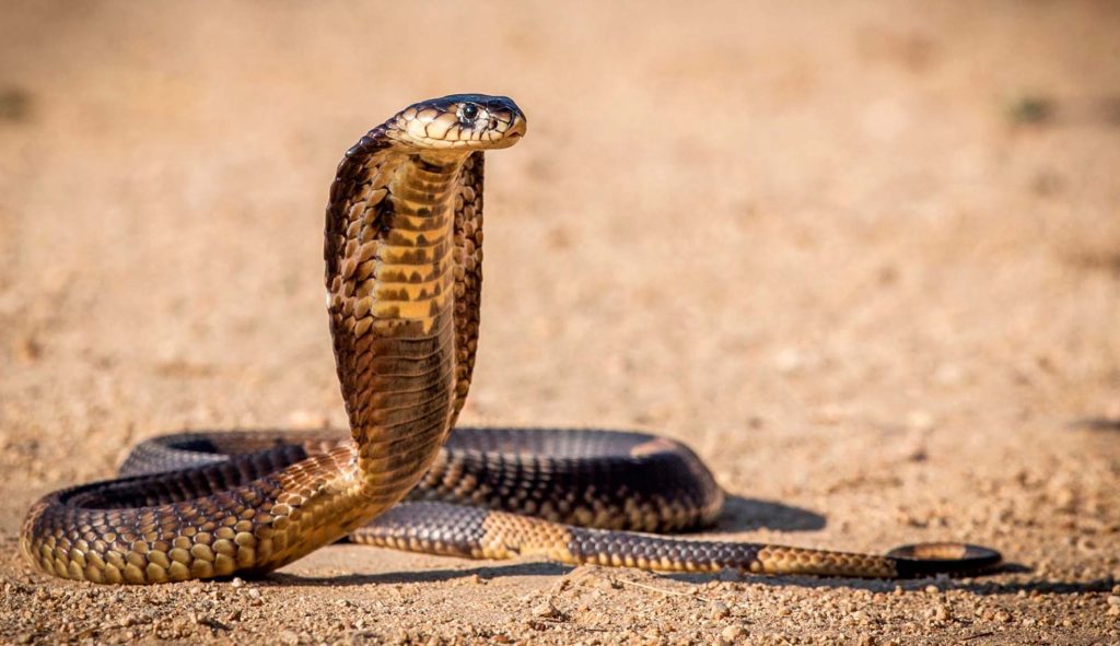 Королевская кобра - самая большая ядовитая змея