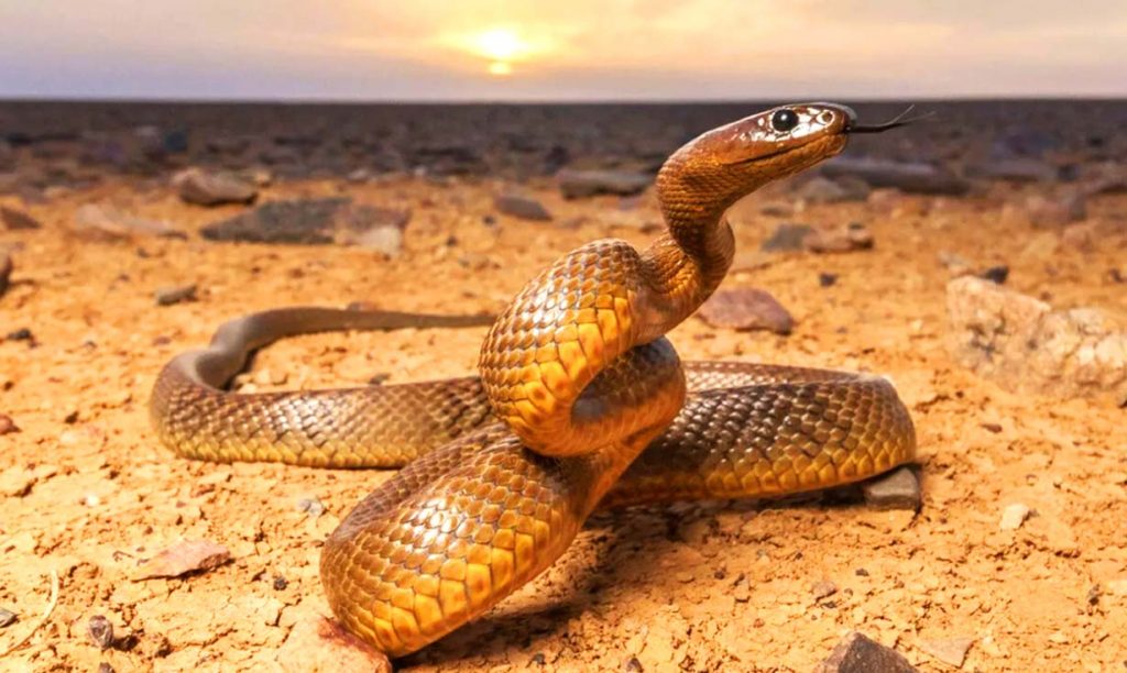Самая опасная змея в мире – тайпан Маккоя