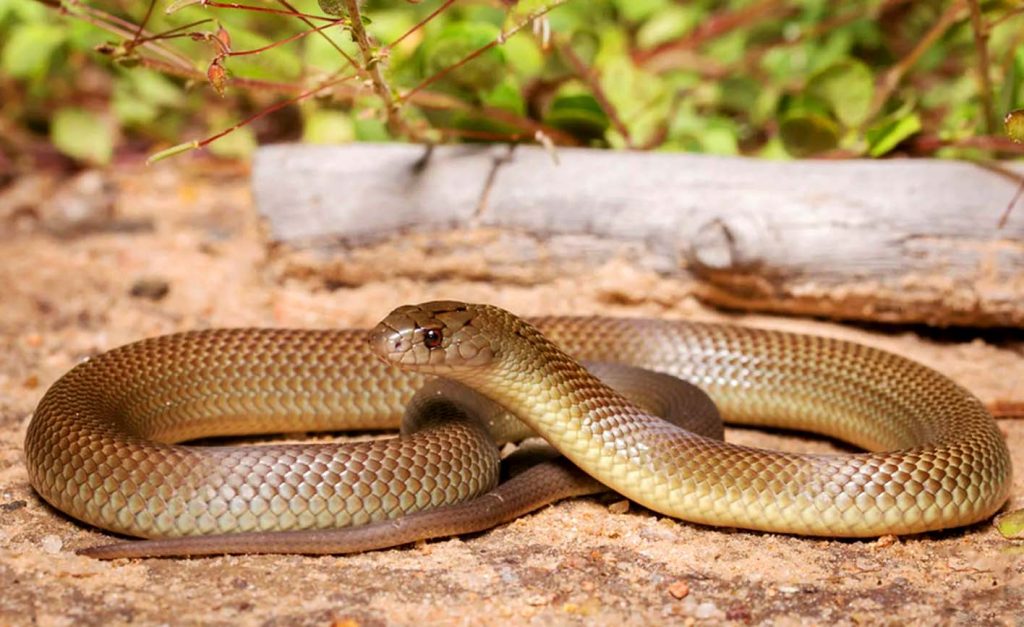 Мулга - крупная ядовитая змея