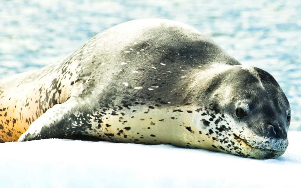 Морской леопард - один из серьезных хищников среди животных Арктики, несмотря на неопасный вид