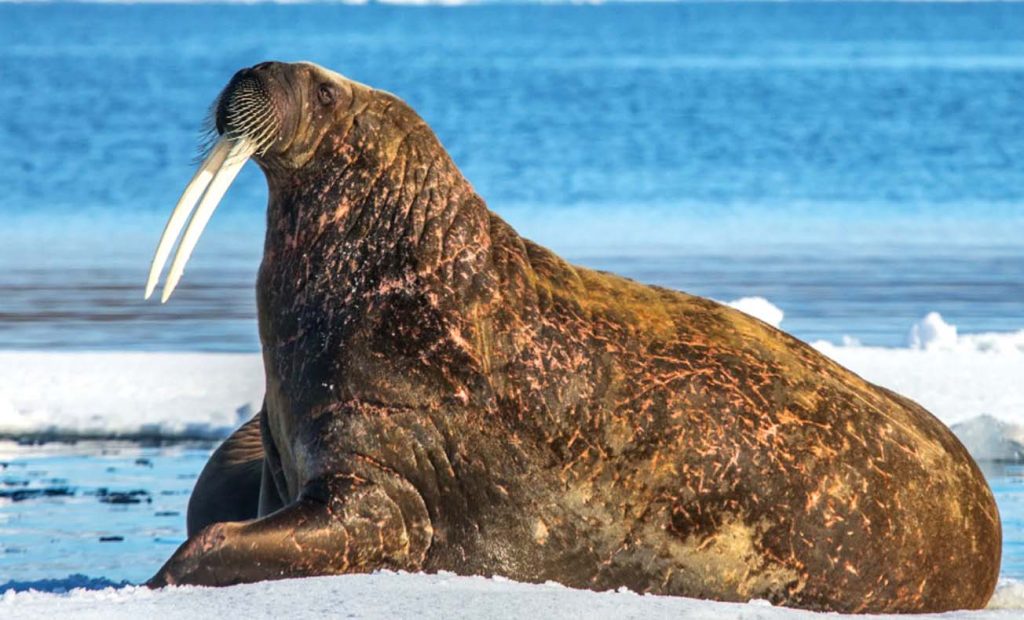 Бивни помогают моржу выбираться на лед из воды и держаться за его кромку