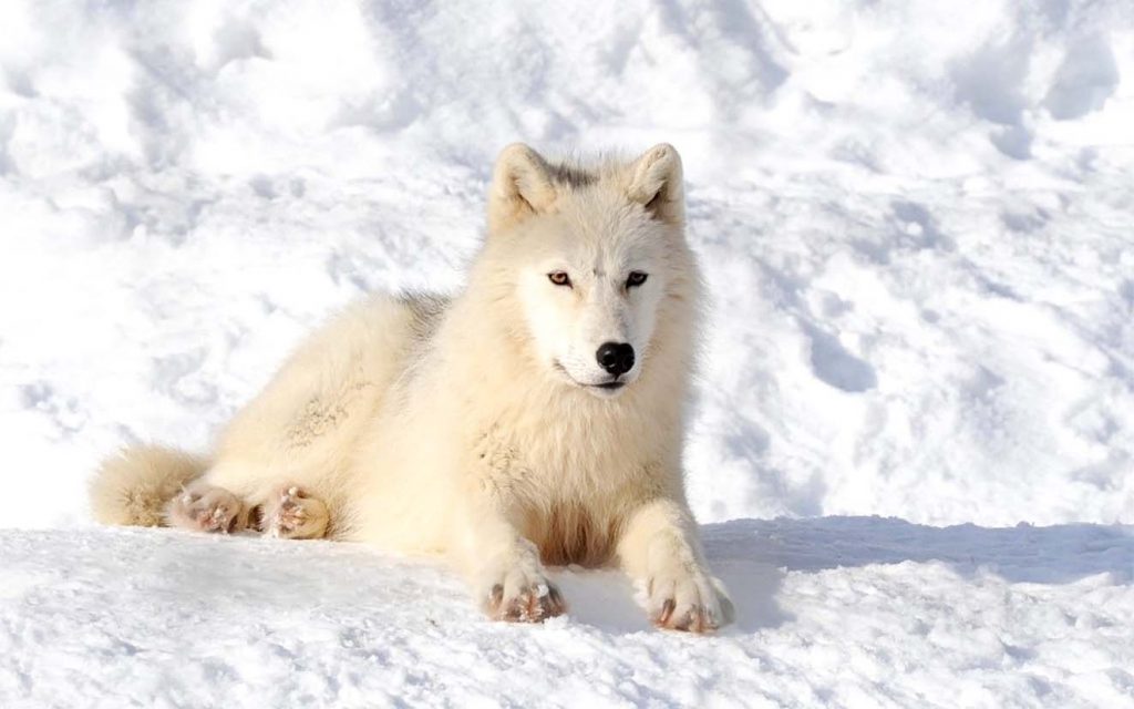 Полярный волк хорошо приспособлен к жизни в арктических условиях, где долго не бывает света и держатся крепкие морозы