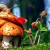Интересные факты о грибах, фото и видео