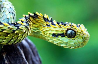Самые опасные змеи – список, названия, описание, где обитают, фото и видео
