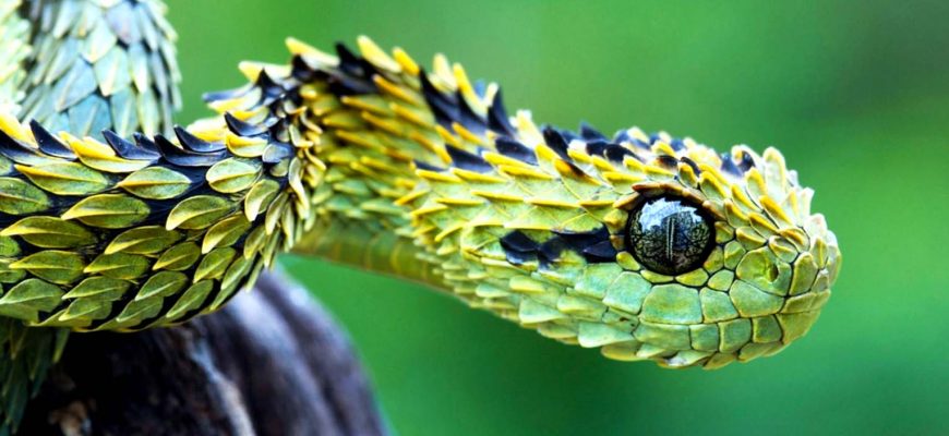 Самые опасные змеи – список, названия, описание, где обитают, фото и видео