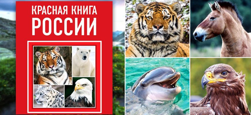 Красная книга, животные Красной книги России – список, названия, описание, редкие виды, фото и видео