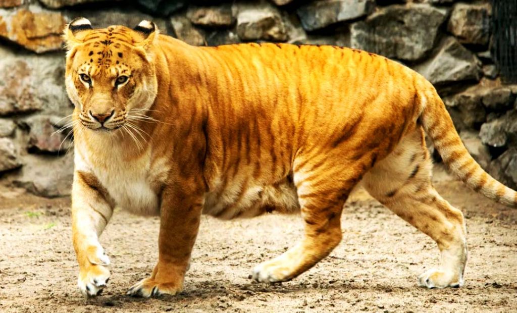 Самая большая кошка в мире – лигр