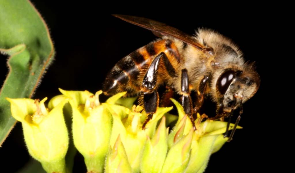 Африканская медоносная пчела