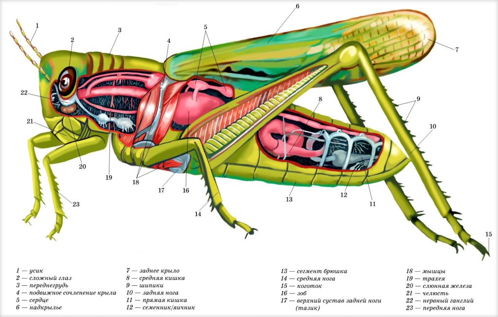 Строение насекомого на примере обыкновенного кузнечика. У него есть все органы, типичные для большинства насекомых