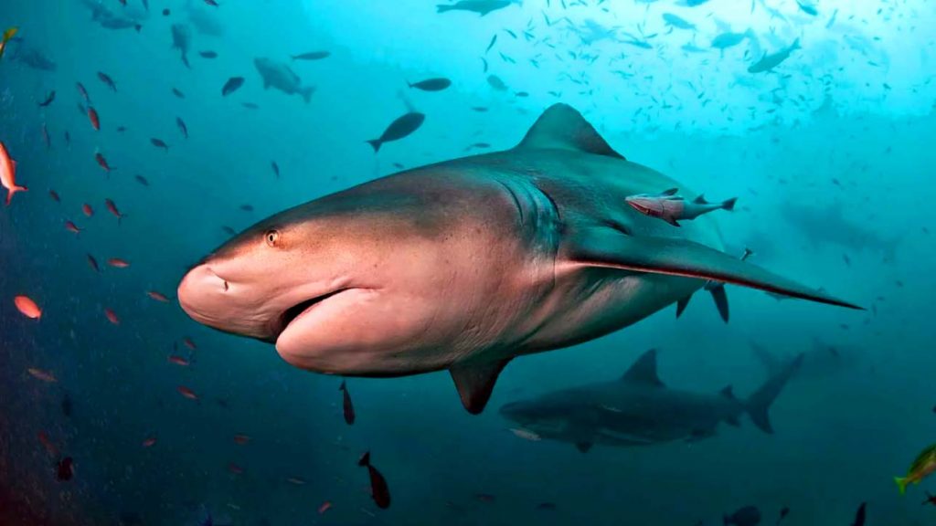 Акула-бык - самая опасная рыба в мире