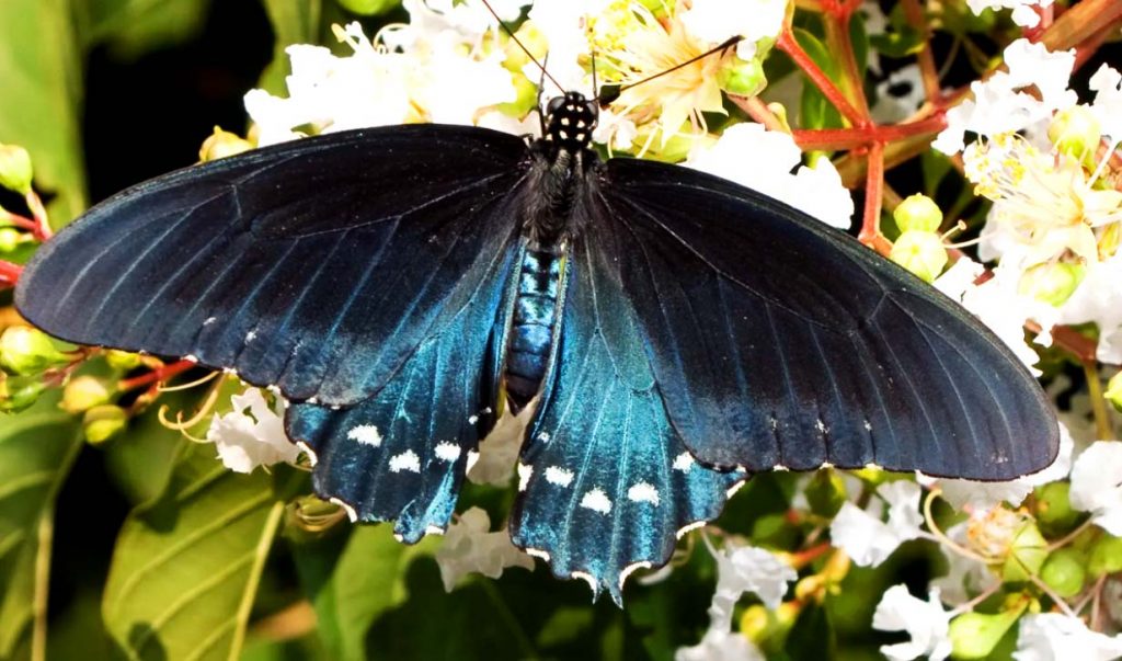 Бабочка Battus philenor