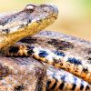 Самые опасные змеи в России – список, названия, где водятся, фото и видео