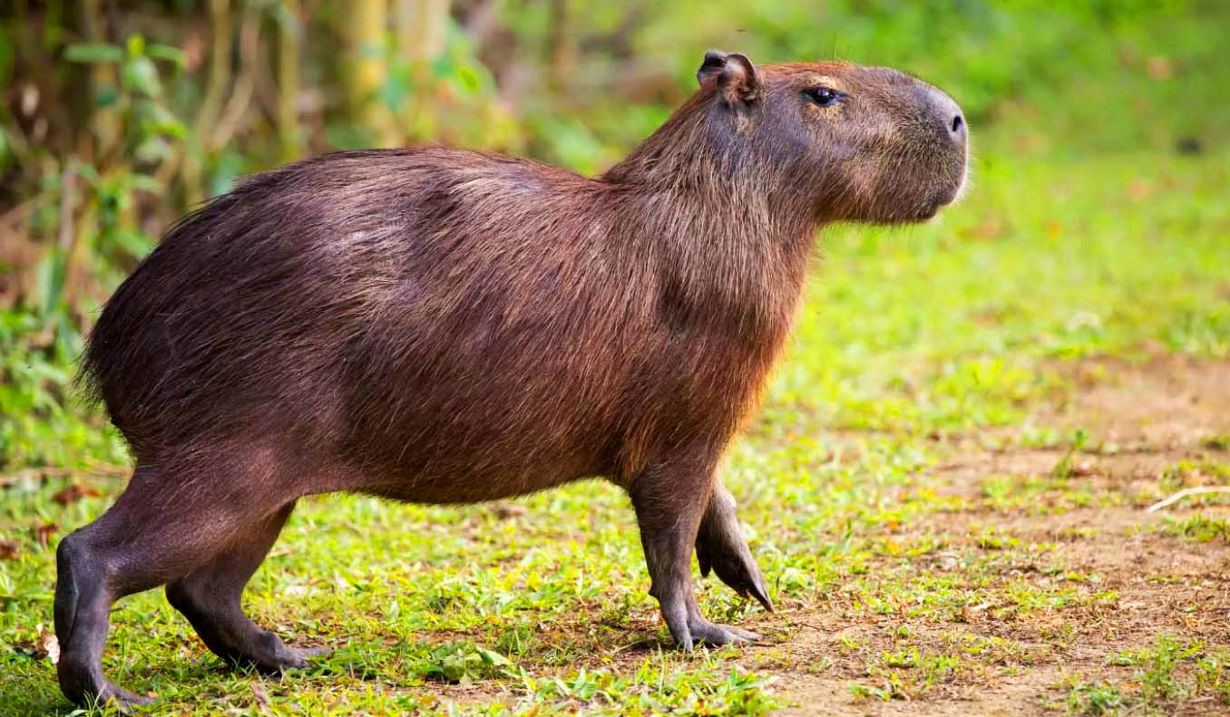 Capybara rock rust фото 26