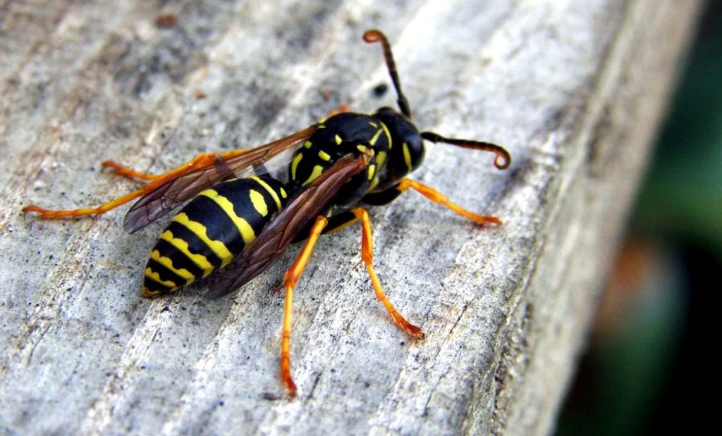 Оса - одно из самых опасных насекомых среди жалящих перепончатокрылых