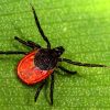 Самые опасные насекомые на даче – список, названия, где водятся, фото и видео