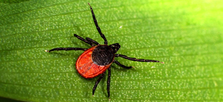 Самые опасные насекомые на даче – список, названия, где водятся, фото и видео