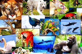 Животные России и мира – виды, список, названия, описание, где обитают, фото и видео