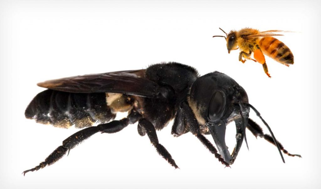 Самая большая пчела в сравнении с обыкновенной