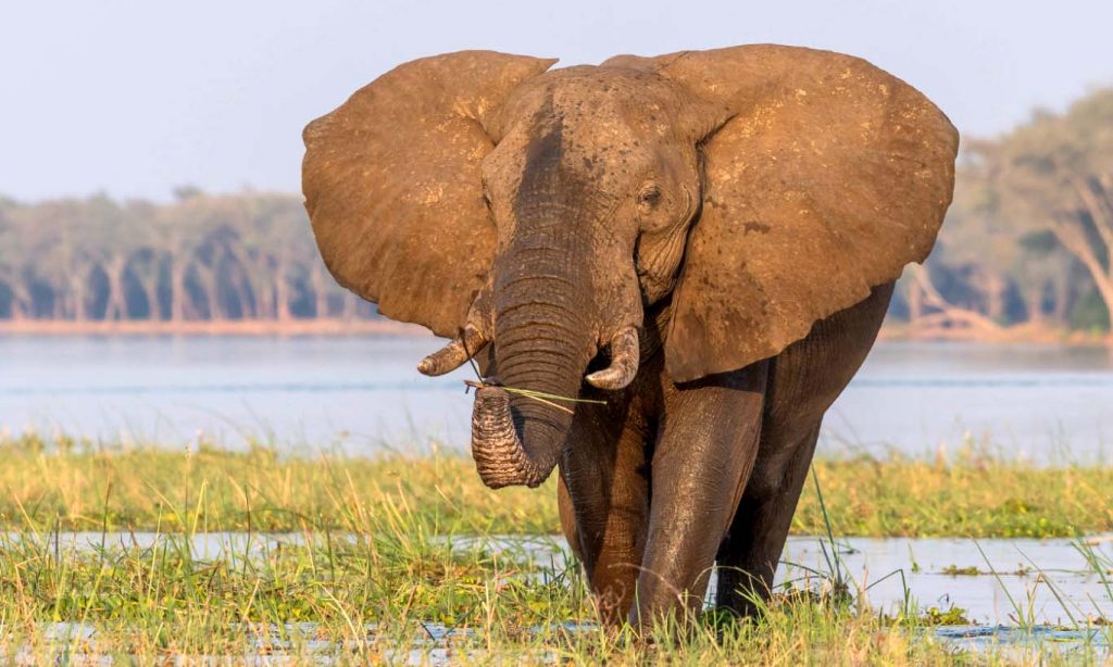 Африканский слон - самое опасное животное в мире