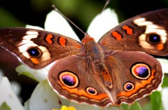 Бабочки России и мира – виды, список, названия, описание, где обитают, фото и видео