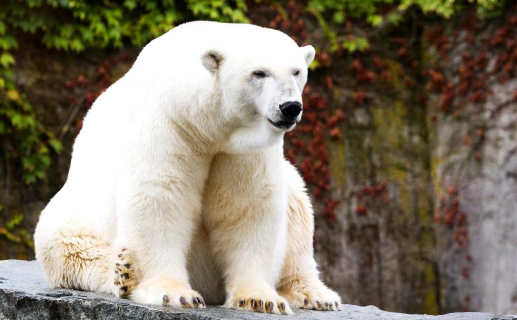 Белый медведь - самый опасный хищник в мире